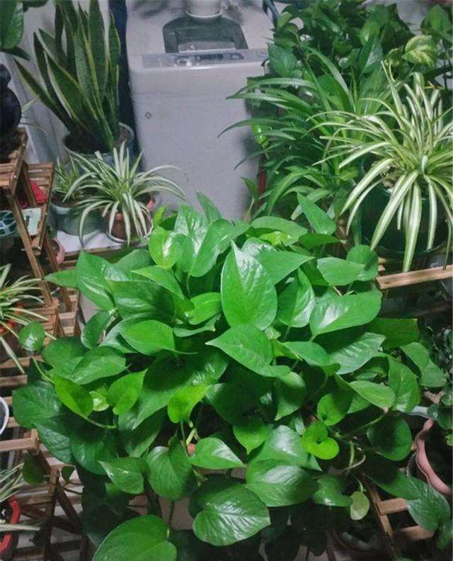 绿萝浇什么水叶子长得更大更绿,绿萝浇什么营养液长得茂盛