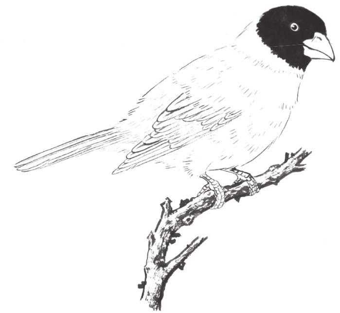 工笔画蜡嘴鸟的染色步骤,工笔画入门教程步骤图勾线