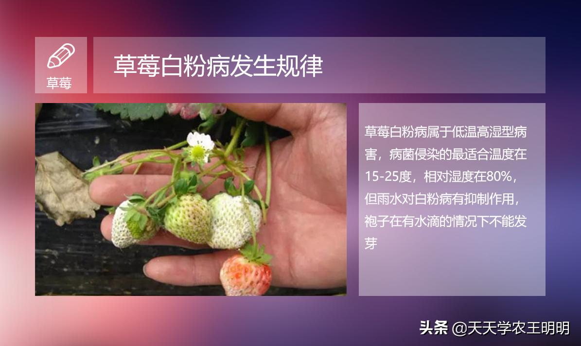 草莓白粉如何防治,草莓白粉怎么去除