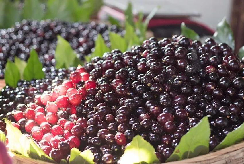 去秋燥内火吃什么,推荐10种食物败火去秋燥