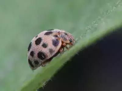 防治蔬菜地下害虫的无公害农药,蔬菜害虫种类及防治ppt