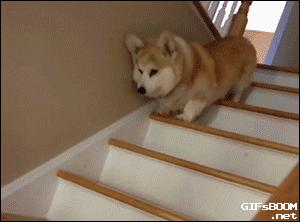 小短腿表情包动态图,超级可爱的表情包小脚