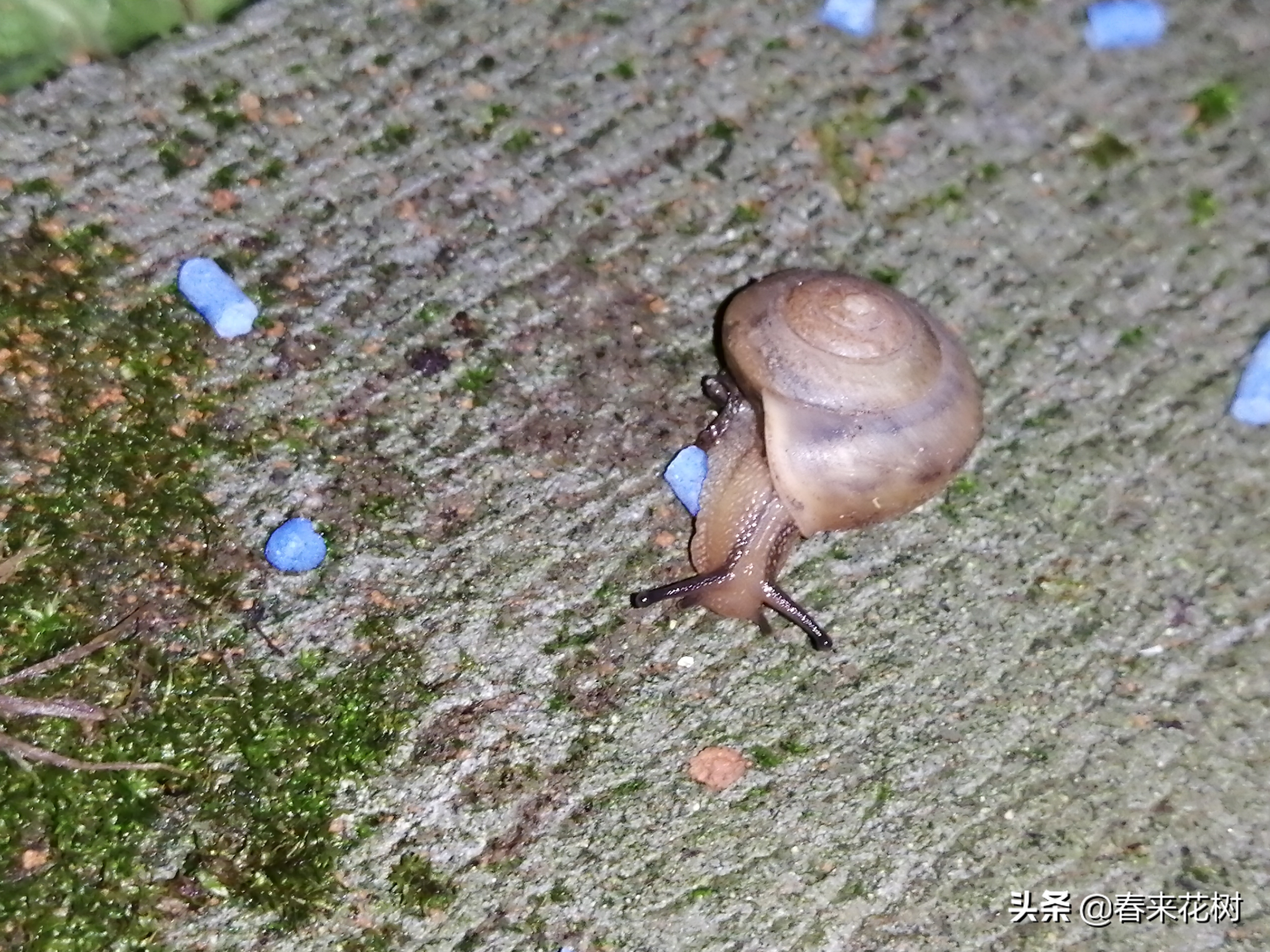 爱养花的坏处,养花防小蜗牛的方法有哪些