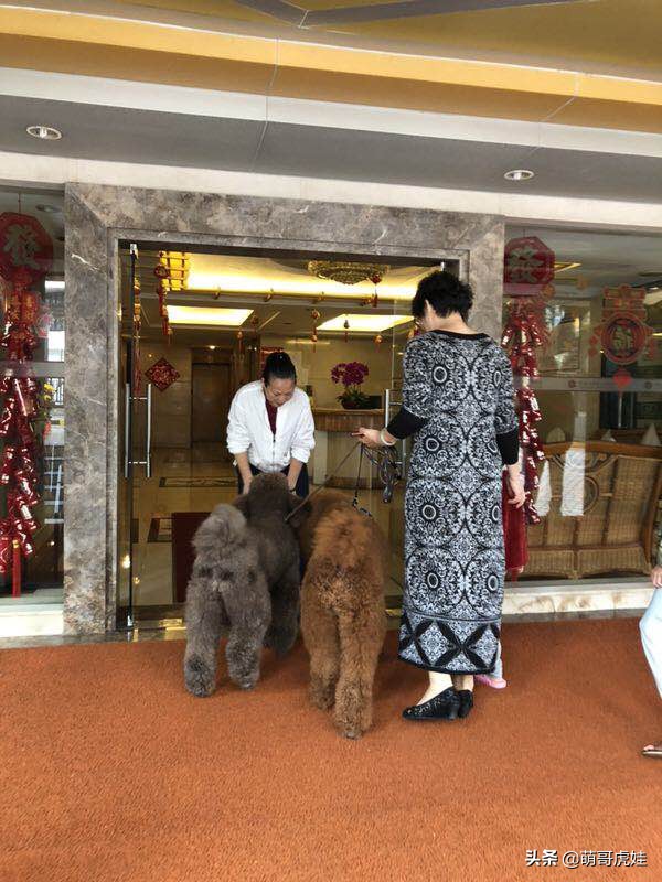 过年不忍心把宠物丢在家，霸气主人带着4只猫狗龟一起出门住酒店