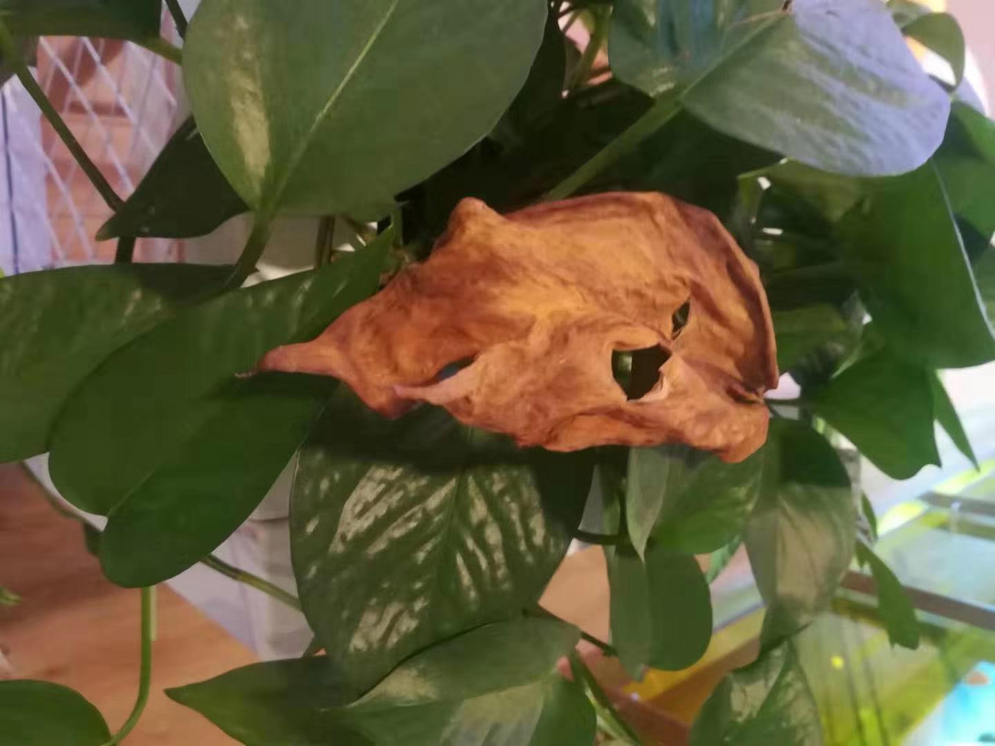 水培的绿萝一片叶子怎么发新芽,水培绿萝里面放一根生锈的钉子