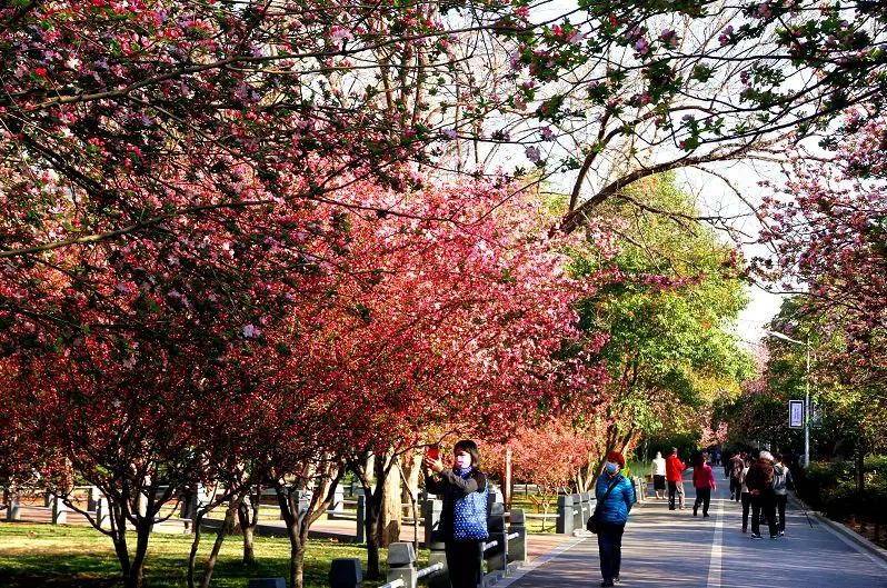 开封文化公园游玩攻略,开封森林公园有几处景点