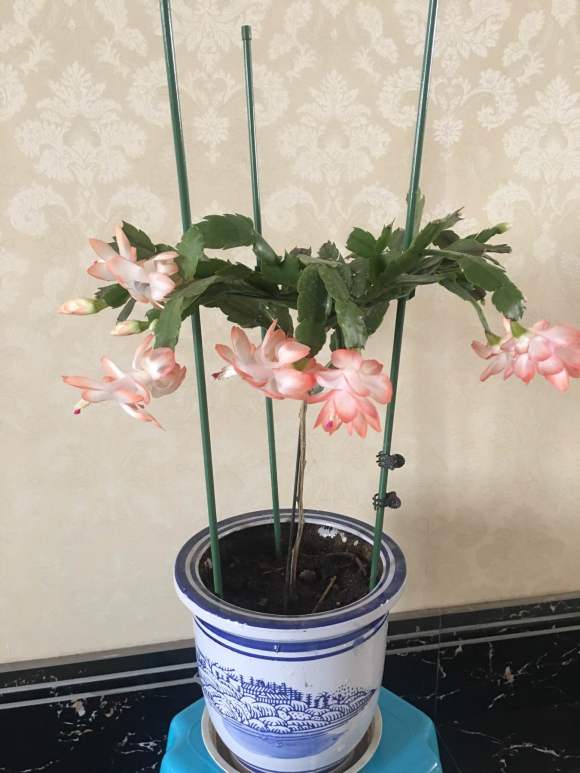 蟹爪兰烂根怎么补救,蟹爪兰总是烂根怎么办