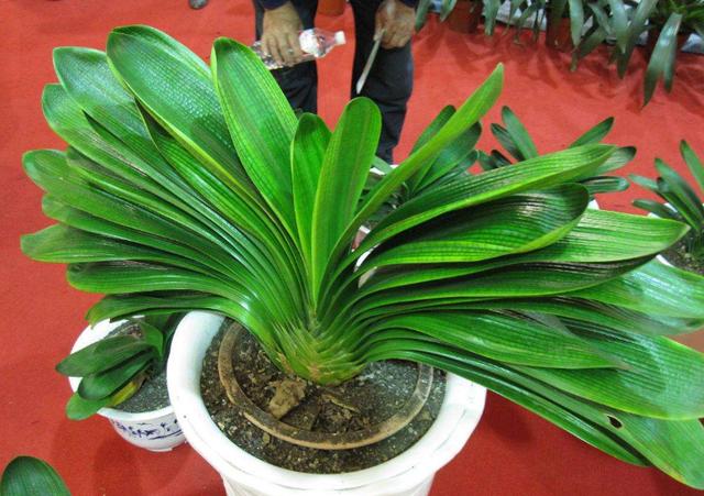 新手养君子兰烂根怎么办,君子兰烂根后怎么养才能长白根