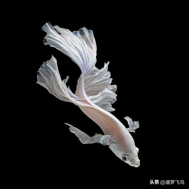 泰国宣布暹罗斗鱼为“国鱼”*旗国**鱼身价百倍