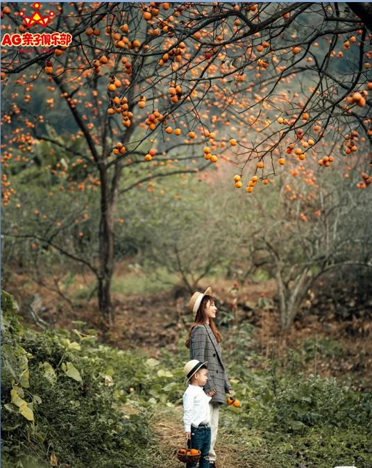柿柿如意今秋造访最美柿子乡,金秋十月收获的季节柿柿如意