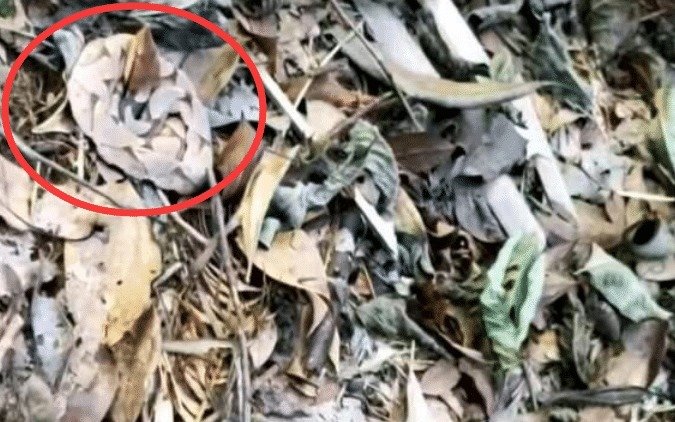 遛狗搞笑图片把主人鞋都追掉,遛狗被猫砸中