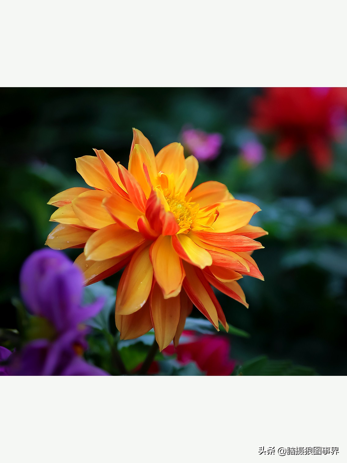 摄影虚化大光圈,佳能24-105镜头怎样拍出虚化效果