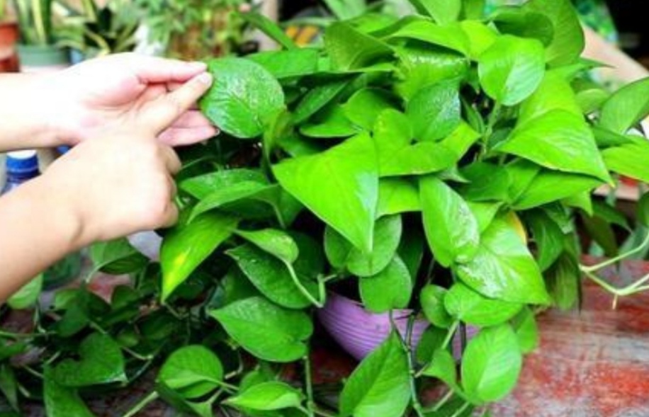 绿萝秋天怎么养护和浇水视频,秋天绿萝怎么养才能更旺盛