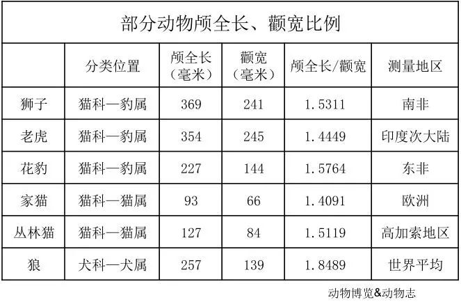 狮子明明像狗为什么是猫科,为啥说狮子更接近猫科