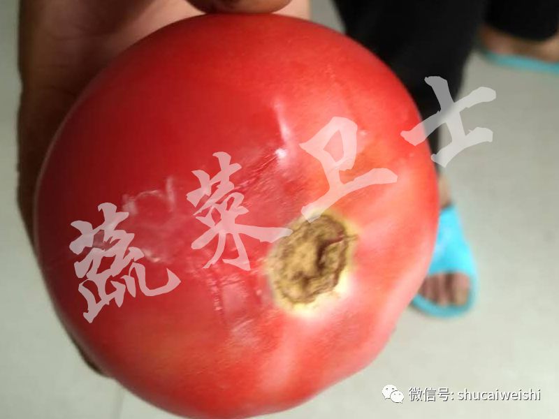番茄腐烂发臭什么病,番茄腐烂