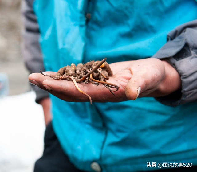 “疯狂”虫草一根卖到30元，中国最大虫草地，5月开挖孩子放假