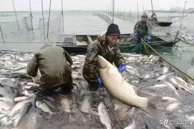 皖北的一个姑娘,安徽皖北姑娘