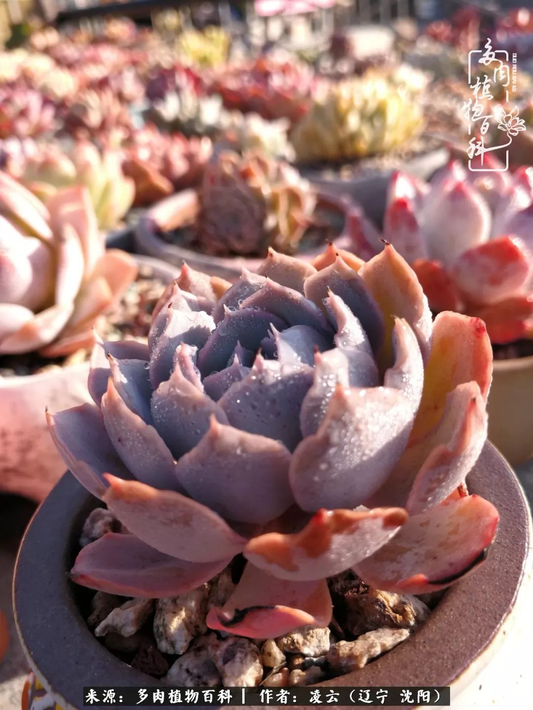 秋闲赏多肉，话育儿，亲生的自家娃，总有一刻让你怦然心动