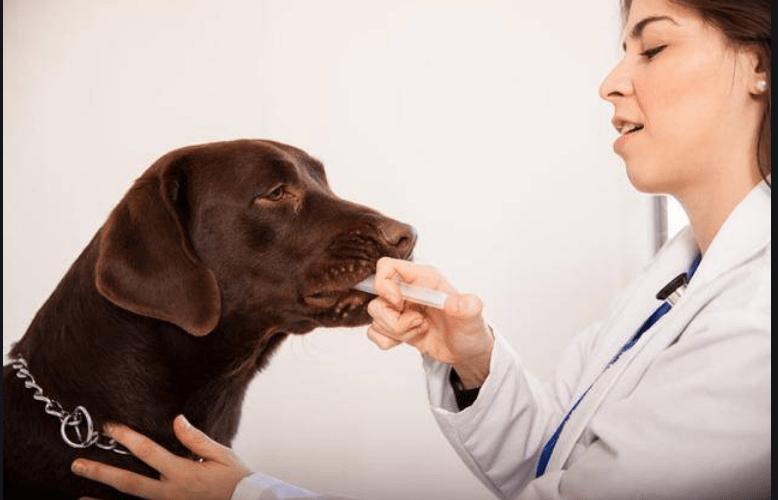 3个月狗狗呕吐拉软便没精神,三个月狗狗呕吐拉稀怎么办啊