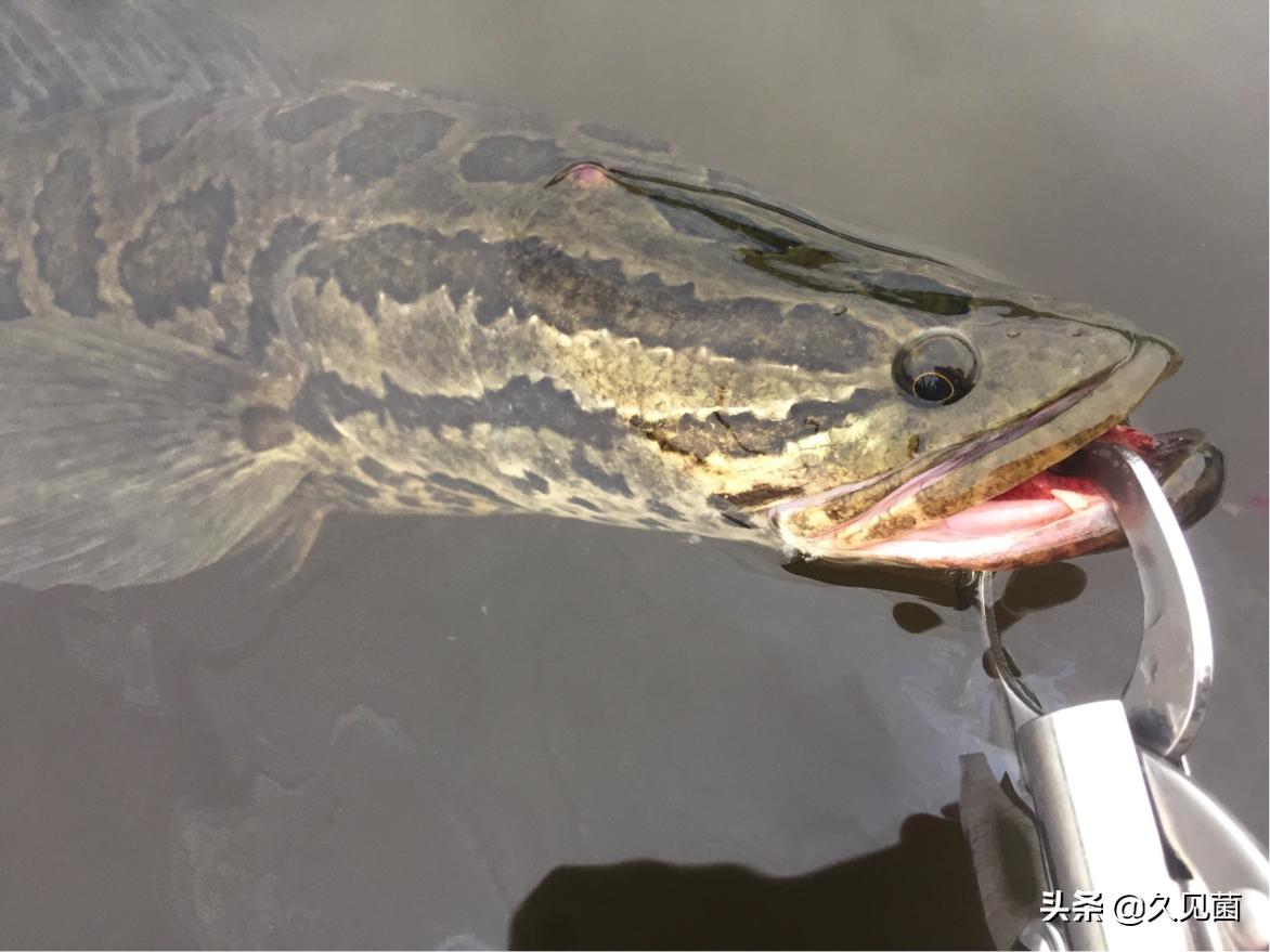 黑鱼有多凶残,中国巨型黑鱼有多大