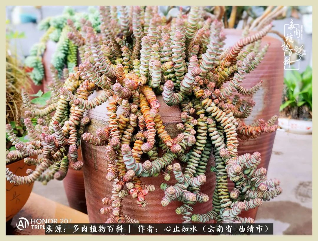 感谢陪伴感恩所有的遇见,让每个人都能感受到多肉的美好