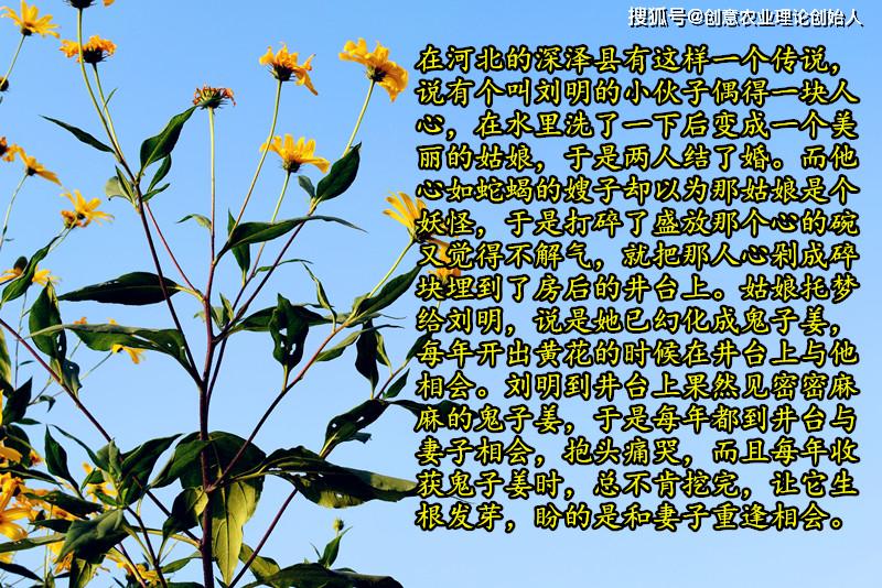 盆栽洋姜的方法,家庭种洋姜的正确方法