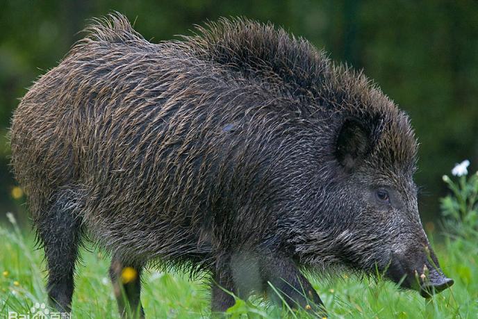 名牌包包都是什么,包包的皮质有哪些材质