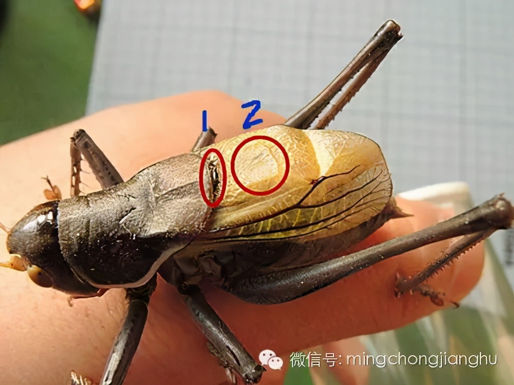 冬蝈蝈怎么挑选,介绍蝈蝈的说明方法