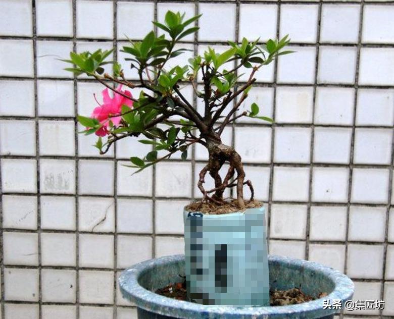 提根杜鹃盆景欣赏,杜鹃提根盆景浇水
