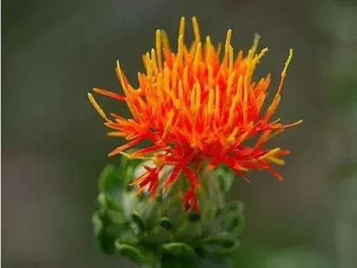 那些你绝对想不到的榨油作物，真是给古人的智慧跪了