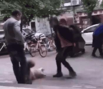 养狗的正确方法和建议,关于养狗的基本知识和方法