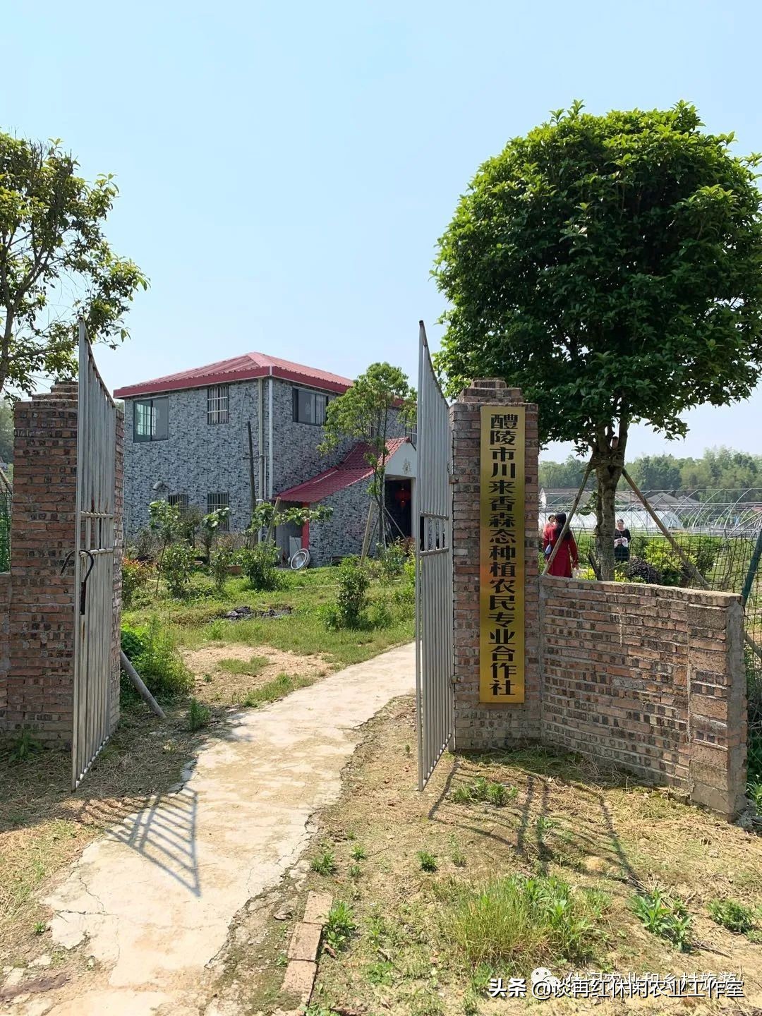 云南红果参一亩产多少斤,四川内江红果参多少钱1斤