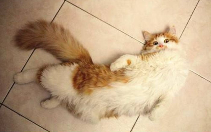 猫咪老去不可逆，想让爱猫陪伴更长久，五点衰老征兆需提早留意！