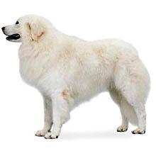 世界上一百种狗的图片,世界十种名贵狗