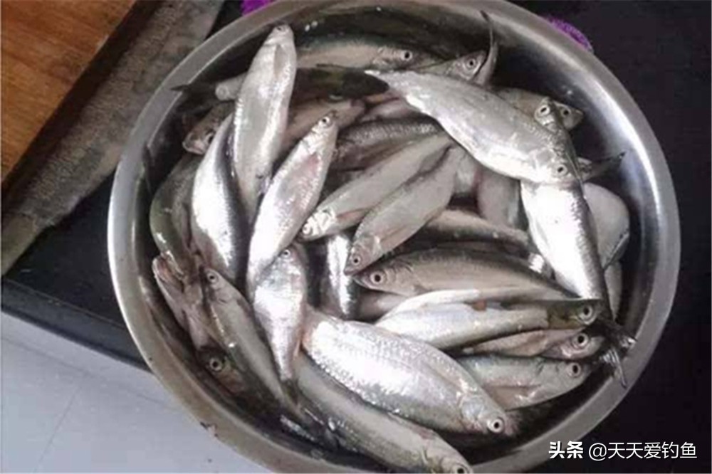 钓白条鱼绝密秘方,各种鱼都能钓世代相传的神奇钓法