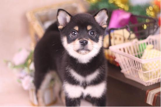 柴犬胡麻柴豆柴是什么梗,柴犬豆柴是什么样子的