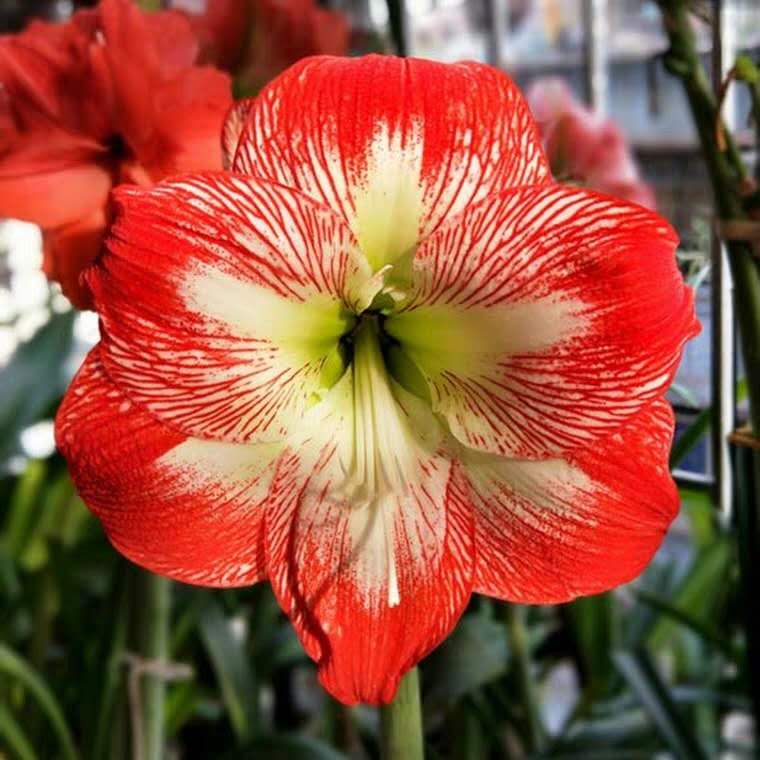 花卉容易出现的病虫害,花卉常见的病虫害