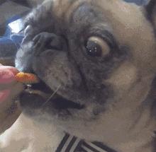 什么样才算纯种狗？纯种狗是怎么培育出来的？