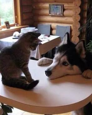 养哈士奇的好处,养哈士奇有什么好处