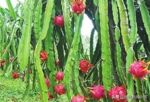 房顶红心火龙果种植,红心火龙果种植需要授粉吗