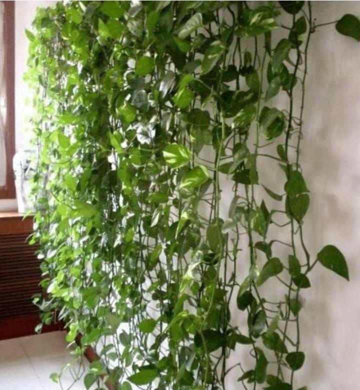 绿萝浇什么养得旺盛妙招,浇什么水才能让绿萝长得茂盛