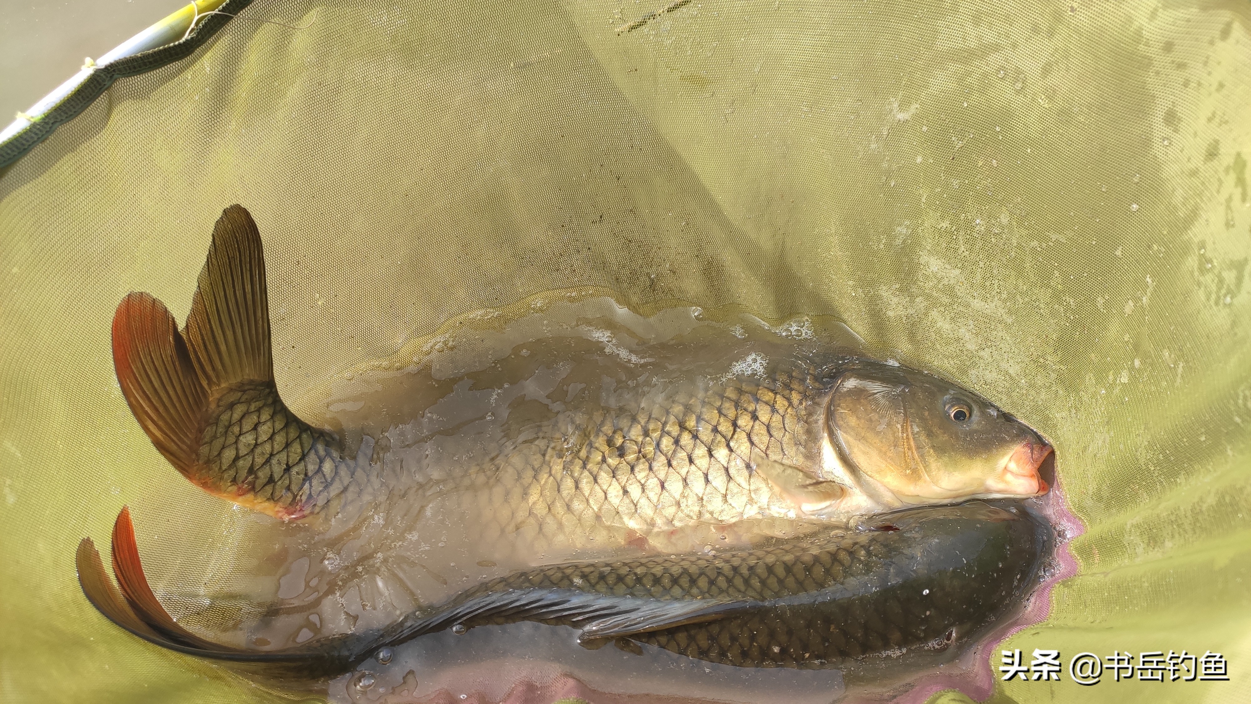 黑坑好钓不好开？当然不是！以本文思路开黑坑还能拥有自己的鱼塘