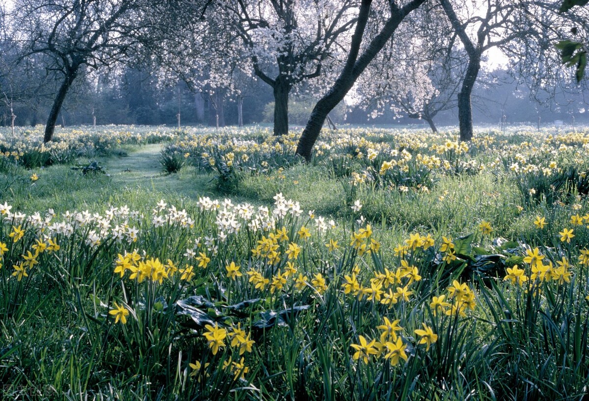 生日鲜花用哪几种花,代表友谊长存和生日快乐花语的花