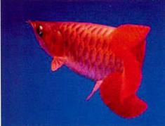 活化石对龙鱼有什么好处,龙鱼的活化石图片