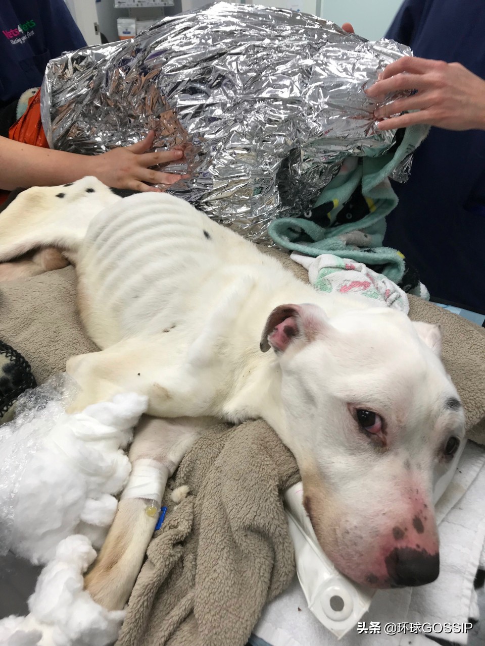 救了一只骨瘦如柴的狗狗,被遗弃的小狗骨瘦如柴