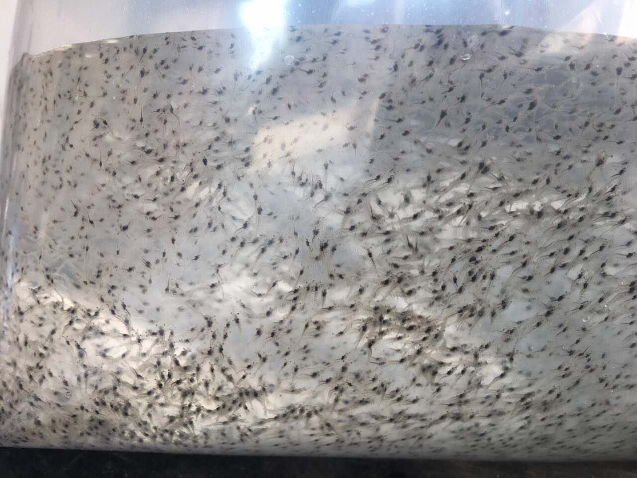 竹鼠养殖的研究报告,竹鼠如何预防疾病