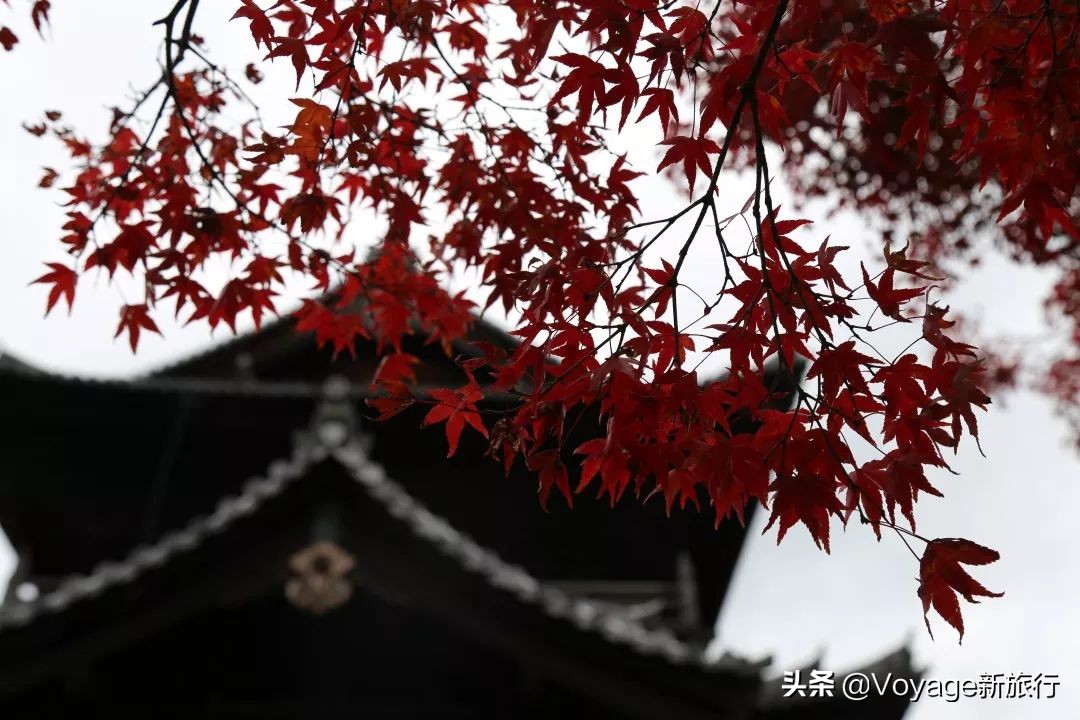 秋天来京都，体验「限定红」的“枫”情万种