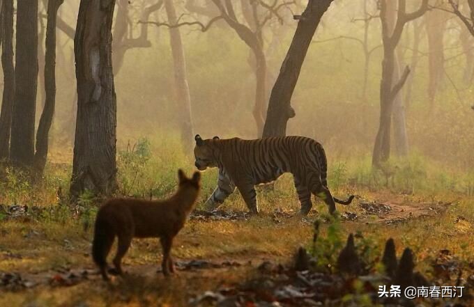 豺狼虎豹是哪四大凶兽,豺狼虎豹四将