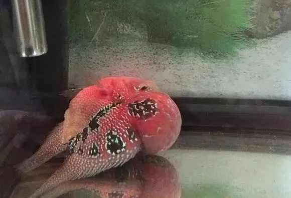 罗汉鱼失漂怎么救,罗汉鱼失鳔了怎么回事啊