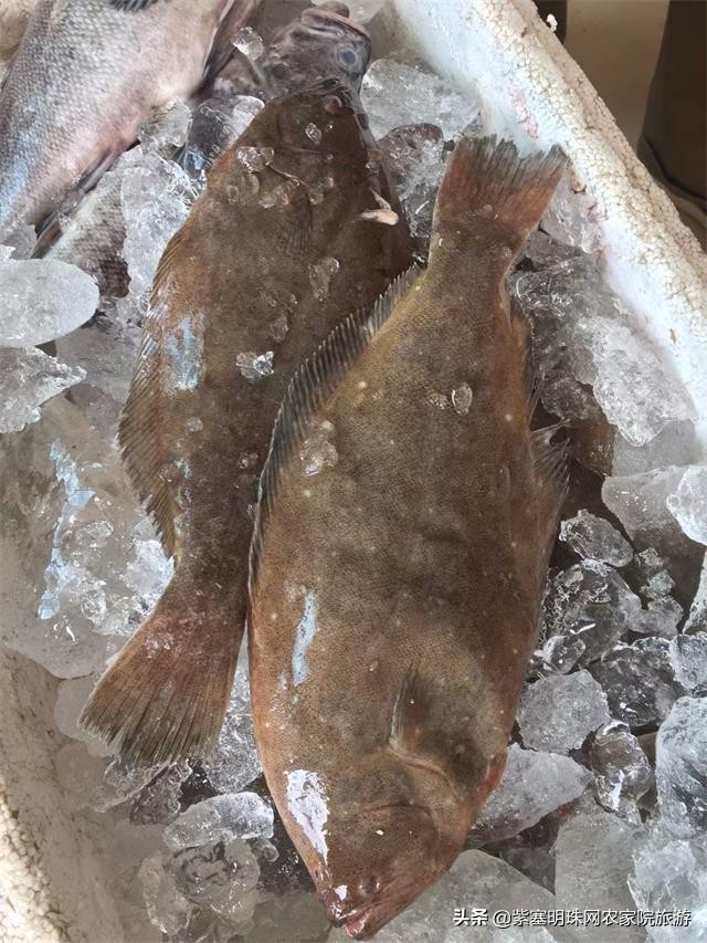 绉︾殗宀涙梾娓稿彲浠ュ嚭娴锋崟楸肩殑鍦版柟 (绉︾殗宀涚墽娴疯繙鑸啘瀹堕櫌)